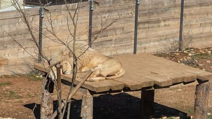 സഫാരി ജീപ്പോടിക്കുന്ന സിംഹം; അമ്പരപ്പിച്ച് ഒരു ഫോട്ടോ