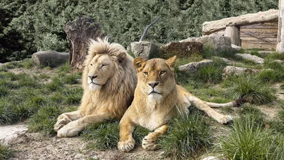 ఒకే ఎన్క్లోజర్లోకి అక్బర్, సీతా పేరున్న మగ, ఆడ సింహం.. కోర్టును ఆశ్రయించిన వీహెచ్ పీ