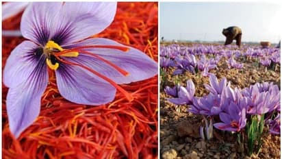 വരണ്ടുണങ്ങി കശ്മീരിലെ കുങ്കുമപ്പൂപ്പാടങ്ങൾ, സർക്കാരിൽ നിന്ന് വെള്ളം കിട്ടാതെ നിലനില്പില്ലെന്ന് കർഷകർ