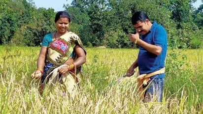 Politician like no other! Odisha MLA Nityananda Gond spends most of his time harvesting paddy, vegetables