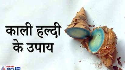 काली हल्दी को चांदी की डिब्बी में भरकर तिजोरी में रखें, हो सकता है धन लाभ