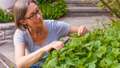 ഔഷധത്തിനും പാചകാവശ്യത്തിനും ലെമണ് ബാം വീട്ടില്ത്തന്നെ വളര്ത്താം
