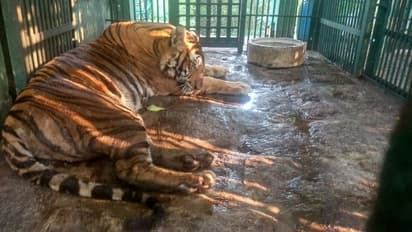 പേരില്ലാ പെണ്‍ കടുവയില്‍ നിന്ന് 'വൈഗ'യിലേക്ക്; അതിനിടെ ഒരു ഓട്ടത്തിന്‍റെ കഥയും !