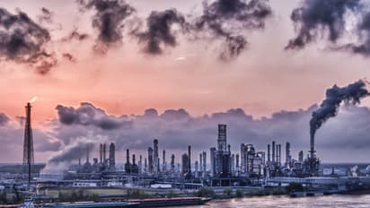 ಈ ಗಿಡ ಮನೆಯಲ್ಲಿದ್ದರೆ ವಿಷ ಗಾಳಿಯನ್ನೂ ಶುದ್ಧಗೊಳಿಸುತ್ತೆ!