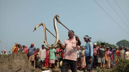 తిరుమలలో పాము కలకలం..!