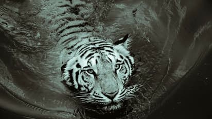 Assam: From just 10 to 30 in 10 years! Tiger population sees 3-fold rise in Manas Park and Tiger Reserve