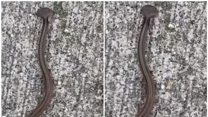 അര്‍ദ്ധ ചന്ദ്രന്റെ ആകൃതിയിലുള്ള തല, ഇതെന്താ പാമ്പോ പുഴുവോ; വീഡിയോ വെെറൽ