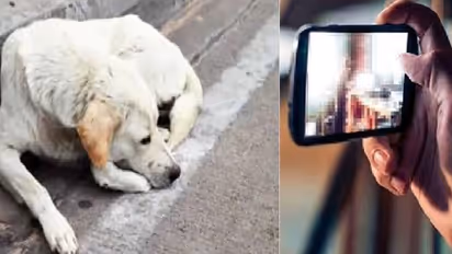 सिक्योरिटी गार्ड ने स्ट्रीट डॉग से किया रेप, वीडियो वायरल होने पर फरार, खोज रही पुलिस