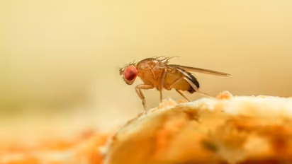 வீட்டில் ஈக்கள் ரொம்ப மொய்க்குதா? ஒரு கிராம்பு போதும்.. ஈக்களை ஓட ஓட விரட்டும் 5 டிப்ஸ்..!