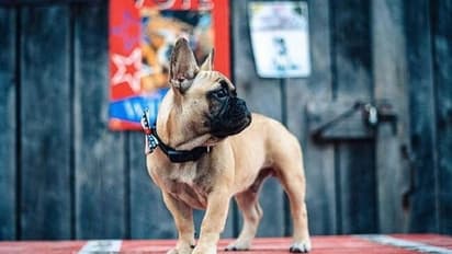 అమెరికా ఎలక్షన్స్ : మేయర్ గా ఎన్నికైన బుల్ డాగ్.. అక్కడది మామూలేనట..