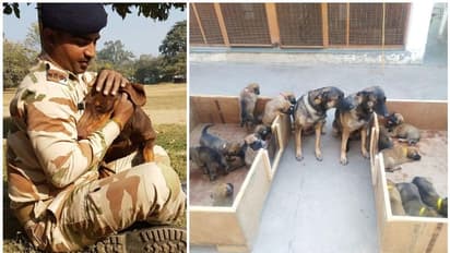 ഓൾഗ ഒമ്പതു പെറ്റു, ഒലേയ്ഷ എട്ടും; ഇനി വർധിതവീര്യത്തോടെ നുഴഞ്ഞുകയറ്റം ചെറുക്കും ഈ മാലിനോയിസ് ശ്വാന സേന