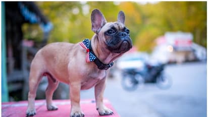 പ്രസിഡന്റ് തെരഞ്ഞെടുപ്പില് അനിശ്ചിതത്വം, പക്ഷേ ഈ യുഎസ് ടൗണില് മേയറായി തെരഞ്ഞെടുക്കപ്പെട്ട് ഫ്രഞ്ച് ബുൾഡോഗ്!