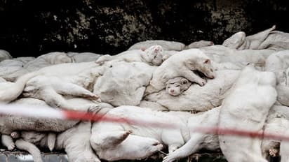 ডেনমার্কে মিলল করোনার ভয়ঙ্কর রূপান্তর, হত্যা করা হবে ১ কোটি ৭০ লক্ষ বেজি