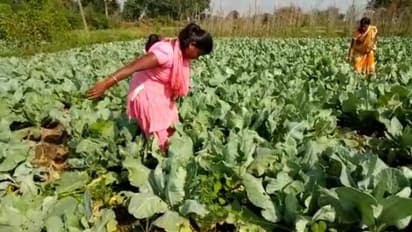 ശാരീരിക വെല്ലുവിളികളെ അതിജീവിച്ച് ഉഷ കൃഷിയിറക്കി, നൂറുമേനി വിളവെടുപ്പ്, അഭിമാനമെന്ന് നാട്ടുകാര്