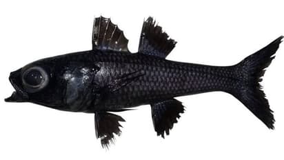 ലക്ഷദ്വീപില് നിന്ന് പുതിയ മത്സ്യത്തെ കണ്ടെത്തി, പേര് ഇന്ത്യയുടേത്