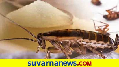 ಹೆಂಡ್ತಿಗೆ ಜಿರಳೆ ಭಯ: 3 ವರ್ಷದಲ್ಲಿ 18 ಸಲ ಮನೆ ಚೇಂಜ್ ಮಾಡಿದ