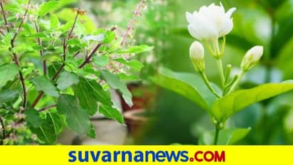 ಈ ಕೆಲವು ಸಸ್ಯಗಳು ಮನೆಯಲ್ಲಿದ್ದರೆ ರೋಗಗಳು ದೂರ..! ಕುಟುಂಬಕ್ಕೆ ಶುಭ