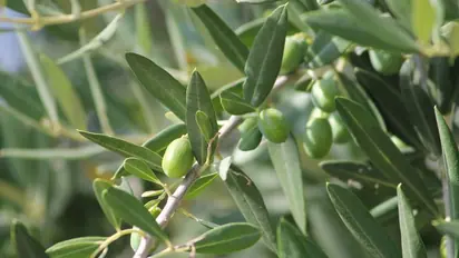 Rare olive trees at India's millionaire Ambani's home; know from where, how and why it was supplied