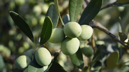 Olive Trees -একটি গাছের কাহিনি,আম্বানি পরিবারে ঠাঁই পেল ২০০ বছরের পুরনো ২ টি অলিভ গাছ