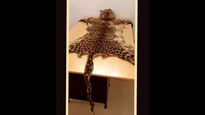 খাস কলকাতায় উদ্ধার হল চিতাবাঘের চামড়া, টালিগঞ্জ থেকে গ্রেফতার ২