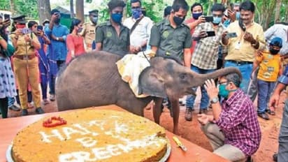 ಶ್ರೀಕುಟ್ಟಿ ಫುಲ್ ಹ್ಯಾಪಿ: ಪುಟ್ಟ ಆನೆ ಮರಿಯ ಬರ್ತ್‌ಡೇ ಹೀಗಿತ್ತು ನೋಡಿ