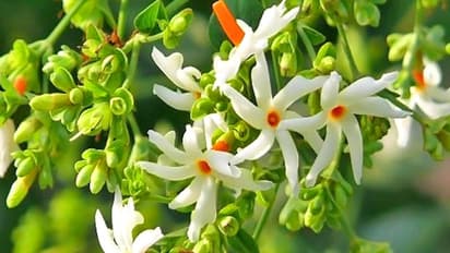 Home Remedy: ಚಿಕೂನ್ ಗುನ್ಯ, ಮಲೇರಿಯಾ , ಡೆಂಗ್ಯೂ ಜ್ವರಕ್ಕೆ ಪಾರಿಜಾತ ರಾಮಬಾಣ