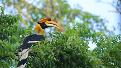 ಕಿಡಿಗೇಡಿಗಳ ಕೌರ್ಯಕ್ಕೆ ಅಳವಿನಂಚಿನ ಹಾರ್ನ್‌ಬಿಲ್ ಹಕ್ಕಿ ಬಲಿ, ಕಾಲಿನಿಂದ ತುಳಿದುಕೊಂದು ವಿಕೃತಿ!