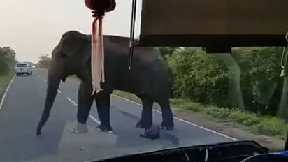 ബസ് തടഞ്ഞ് ആനയുടെ മോഷണം; തുമ്പിക്കൈക്കിടയിൽ ഞെരുങ്ങി ഡ്രൈവർ; വീണ്ടും വൈറലായി വീഡിയോ