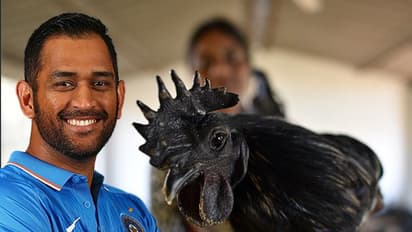 কালো মুরগির ব্যবসার পর এবার গরু উৎপাদন করছেন ধোনি, কারণটা কি