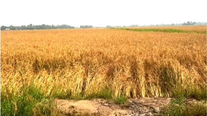 കൊയ്യാൻ യന്ത്രങ്ങളില്ല; 300 ഏക്കര് പാടത്തെ നെല്ല് മഴയിൽ നശിക്കുന്നു, കോടികളുടെ നഷ്ടം