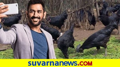 ಕಡಕ್‌ನಾಥ್‌ ಕೋಳಿ ಸಾಕಲು ಮುಂದಾದ ಎಂ ಎಸ್ ಧೋನಿ..!