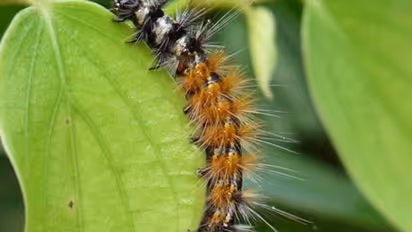 അരനിമിഷത്തിൽ കമ്പിളിപ്പുഴുവിനെ തുരത്താം