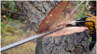 Mandya SP lands in trouble after 9 trees axed at her official residence, activists demand judicial probe