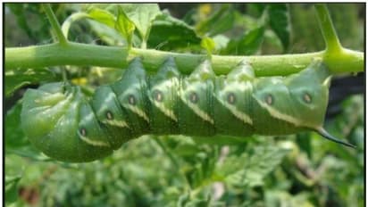 തക്കാളിക്കൊമ്പൻ പുഴുവിനെ തുരത്താൻ മൂന്നു വഴികൾ