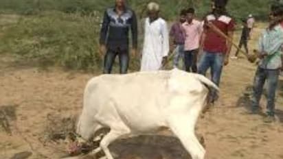 आज के दिन यहां गाय के पैरों तले मरने तक रौंदे जाते हैं सूअर,ये है अनूठी परंपरा