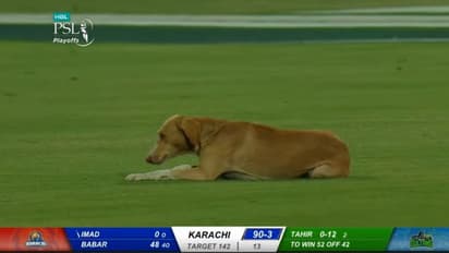 8 ತಿಂಗಳ ಬಳಿಕ ಆರಂಭಗೊಂಡ ಪಾಕಿಸ್ತಾನ ಸೂಪರ್ ಲೀಗ್ ಪಂದ್ಯ ನಿಲ್ಲಿಸಿದ ನಾಯಿ!