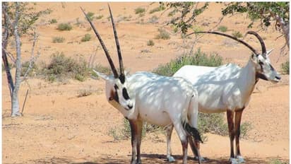 ವಿದ್ಯುತ್‌ ಸ್ಪರ್ಶದಿಂದ ವನ್ಯಜೀವಿ ರಕ್ಷಣೆ ಸರ್ಕಾರದ ಹೊಣೆ