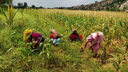 ಹೊಸಪೇಟೆ: ಸಾವ​ಯವ ಕೃಷಿ ಆರಂಭಿ​ಸಿದ ಮಾಜಿ ದೇವ​ದಾಸಿಯರು..!