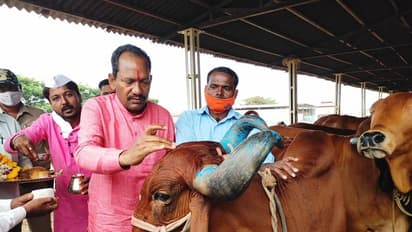 ಕಸಾಯಿಖಾನೆಗೆ ಸಾಗಿಸುವ ಹಸುಗಳಿಗೆ ಇಲ್ಲಿ ರಕ್ಷಣೆ : 700 ಹಸುಗಳಿಗಿಲ್ಲಿ ಆರೈಕೆ