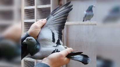 ఆ పావురం నాది.. తిరిగి ఇచ్చేయండి.. మోదీకి పాక్ వాసి విన్నపం