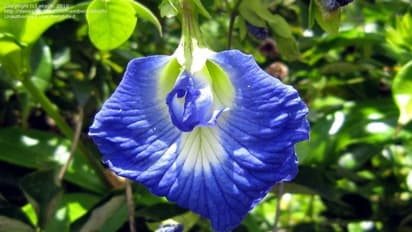 ತೂಕ ಇಳಿಸಿಕೊಂಡು, ಯಂಗ್ ಆಗಿ ಕಾಣಲು ಈ ವಿಶೇಷ ನೀಲಿ ಚಹಾ ಬೆಸ್ಟ್ 