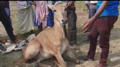 জাতীয় সড়কে দেখা মিলল জখম নীলগাই-এর, শোরগোল বর্ধমানে