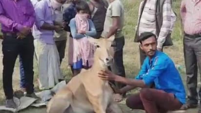 ফের নীলগাই-এর দেখা মিলল বর্ধমানে, জখম অবস্থায় প্রাণীটিকে উদ্ধার করল বনদপ্তর