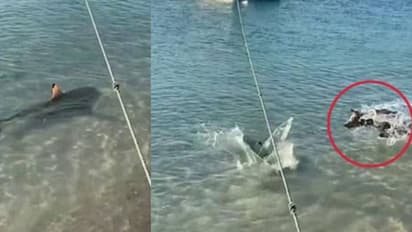 ഉടമസ്ഥരുടെ അരികിലേയ്ക്ക് കൂറ്റന് സ്രാവ്; പിന്നെ ഒന്നും നോക്കിയില്ല, വളര്ത്തുനായ ചെയ്തത്...