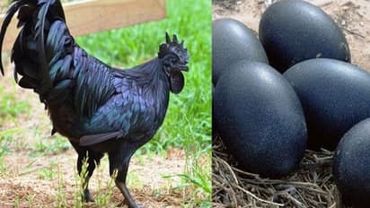 Business Idea-মোটা আয়ের পথ খুঁজছেন? তাহলে শুরু করুন কড়কনাথ মুরগীর ব্যবসা,৫৩ হাজারের বিনিময়ে পাবেন ৩৫ লাখ