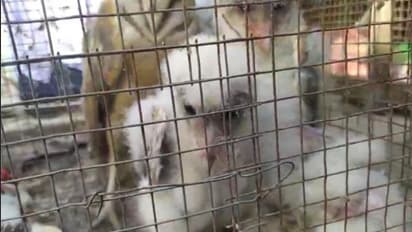 বাড়ির চিলেকোঠায় বিরলপ্রজাতির পেঁচার বাসা, শোরগোল মুর্শিদাবাদের