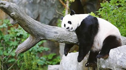 88 ಕೋಟಿ ರೂಗೆ ಪಾಂಡ ತಂದ ಮೃಗಲಾಯಕ್ಕೆ ಆರ್ಥಿಕ ಸಂಕಷ್ಟ, ಹಿಂದಿರುಗಿಸಲು ನಿರ್ಧಾರ!