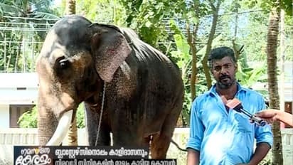 കൊമ്പ് കുലുക്കാന് ബ്ലാസ്റ്റേഴ്സ് ഇറങ്ങുമ്പോള് ഒറിജിനല് കൊമ്പന് ഇവിടുണ്ട്