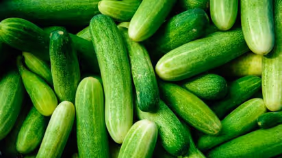 শসা রফতানিতে বিশ্বের শীর্ষে ভারত, লাভের মুখ দেখছেন কৃষকরা