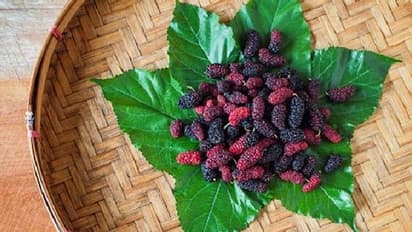 മള്‍ബറി കഴിക്കണമെന്ന് പറയുന്നതിന്‍റെ കാരണം ഇതാണ്!